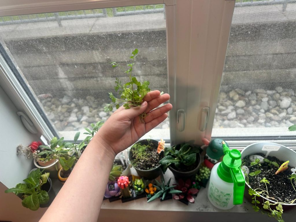 Hand holding plants in front of a window