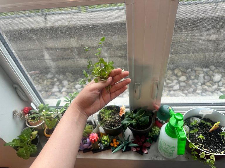Hand holding plants in front of a window